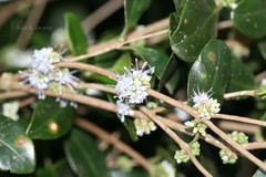 Memecylon flavescens